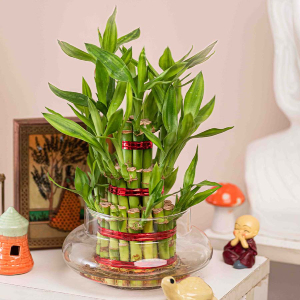 Plants